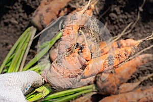 Harvester is holding deformed carrot with crooked and twisted roots freshly digged and picked from vegetable bed. Disease