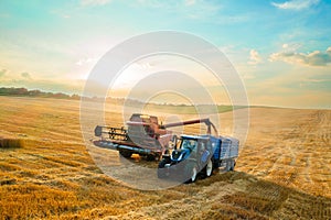 Harvester machine loads wheat grains into tractor trailer