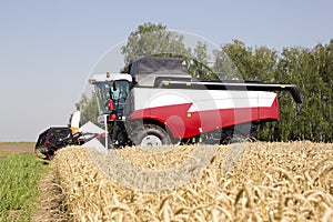 Harvester machine to harvest wheat field working. Combine agriculture harvesting golden ripe .