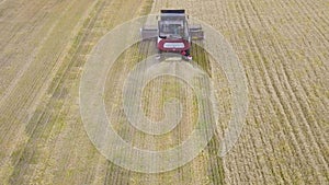 Harvester machine to harvest wheat field working. Combine harvester agriculture machine harvesting golden ripe wheat