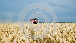 Harvester machine to harvest wheat field working. Combine harvester agriculture machine harvesting golden ripe wheat