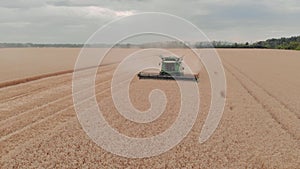 Harvester machine to harvest wheat field working. Combine harvester agriculture machine harvesting golden ripe wheat