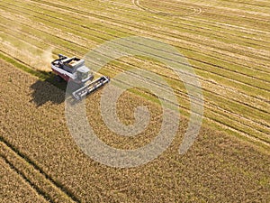 Harvester machine to harvest wheat field working. Combine harvester agriculture machine harvesting golden ripe wheat