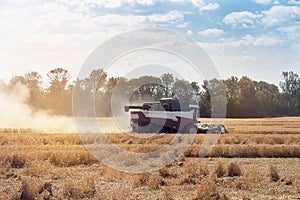 Harvester machine to harvest wheat field working. Combine harvester agriculture machine harvesting golden ripe wheat field.