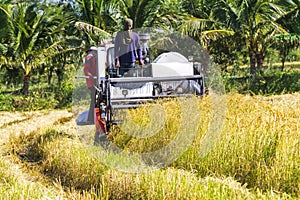 Harvester machine to harvest wheat field working. Combine harvester agriculture machine harvesting golden ripe wheat field in