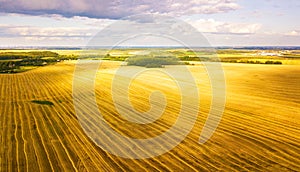 Harvester machine working in field. Agriculture. Aerial view from above