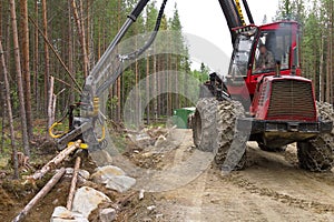 Harvester machine working in a forest, chopping young pine trees. Wood industry