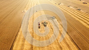 Harvester machines combines work harvest wheat in yellow or golden ripe field. Industrial agriculture, aerial view photo