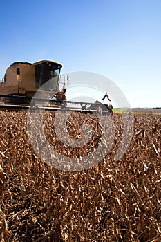 Harvester making harvesting soybean field - Mato Grosso State -