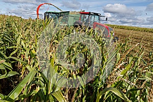 The harvester mows corn to silage