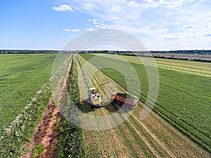 Harvester pours silage into track trailer. Work is in endless field during harvest time. Green fodder is to feed cows. Agriculture