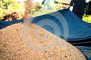 The harvester pours wheat into a sheet, it`s time to harvest wheat, Ukraine