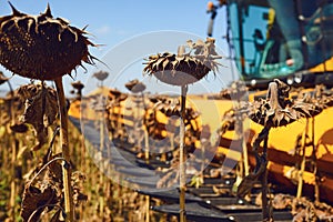 Harvester sunflower in a field by a combine