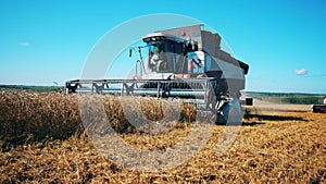 Harvester-thresher is reaping wheat off the field