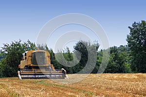 Harvester thresher on wheat field