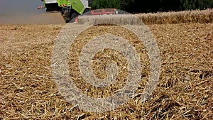 Harvester treshing wheat slow motion