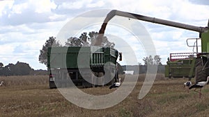 Harvester unloads wheat grain on farmland field background