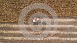 Harvester working in field and mows wheat. Ukraine. Aerial view.