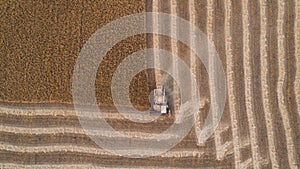 Harvester working in field and mows wheat. Ukraine. Aerial view.