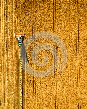 Harvester working in field and mows wheat. Ukraine. Aerial view.