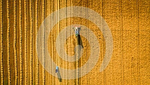 Harvester working in field and mows wheat. Ukraine. Aerial view.