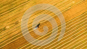 Harvester working in field and mows wheat. Ukraine. Aerial view.