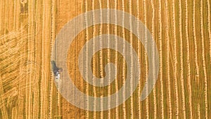 Harvester working in field and mows wheat. Ukraine. Aerial view.