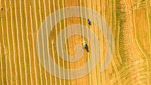 Harvester working in field and mows wheat. Ukraine. Aerial view.