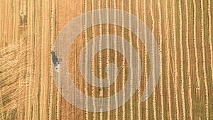 Harvester working in field and mows wheat. Ukraine. Aerial view.