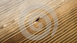 Harvester working in field and mows wheat. Ukraine. Aerial view.