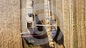 Harvester working in field and mows wheat. Ukraine. Aerial view.