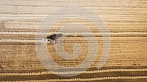 Harvester working in field and mows wheat. Ukraine. Aerial view.