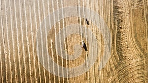 Harvester working in field and mows wheat. Ukraine. Aerial view.