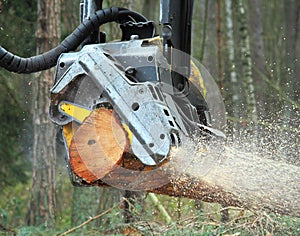 The harvester working in a forest.