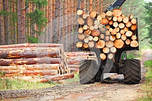 The harvester working in a forest.