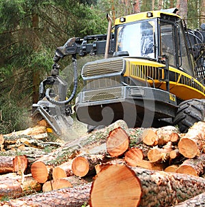 The harvester working in a forest.