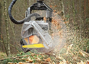 The harvester working in a forest.