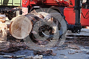 Harvester is working in a forest. Loading equipment for logging. Forestry logging equipment.