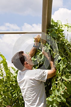 Harvesting