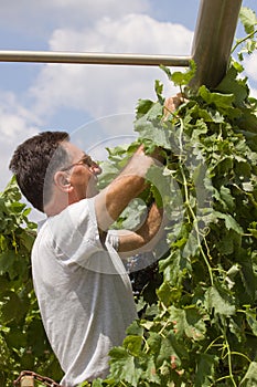 Harvesting