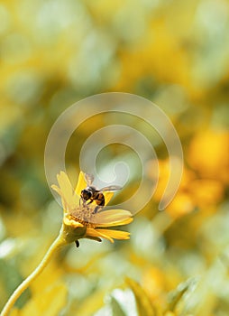 Harvesting