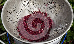 Harvesting Amaranth Seeds