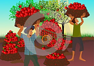 Harvesting apples