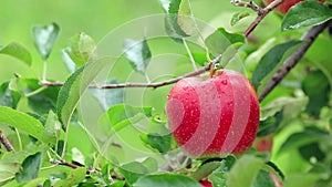 Harvesting apples in the apple orchard.