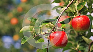 Harvesting apples in the apple orchard.