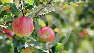 Harvesting apples in the apple orchard.