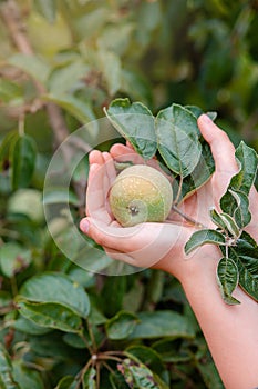 Harvesting apples. Close-up and selective focus of hands picking ripe and fresh green apple