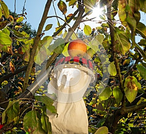 Harvesting apples with a fruit picker