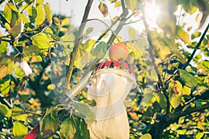 Harvesting apples with a fruit picker