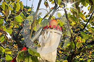 Harvesting apples with a fruit picker